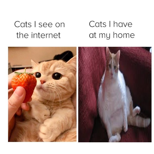 Fat cat - meme