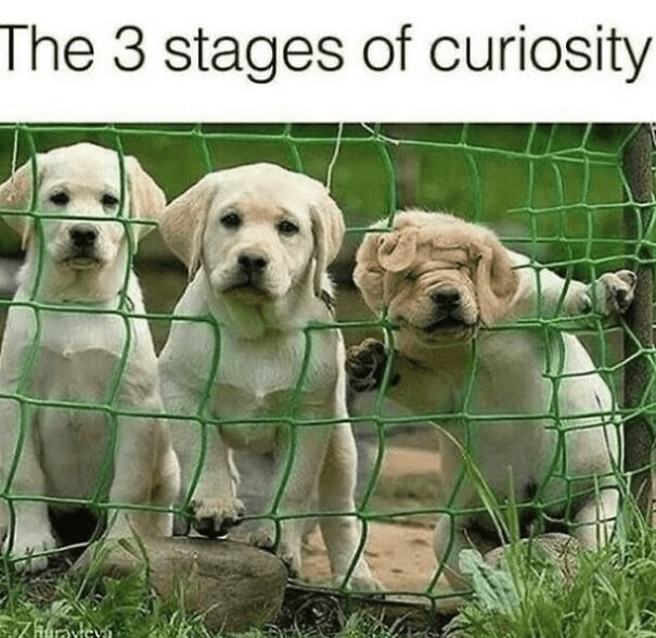 The 3 stages of curiosity - meme