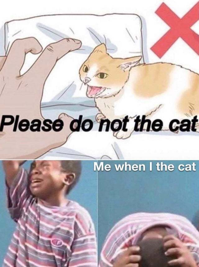 Do not the cat - meme
