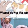 Do not the cat