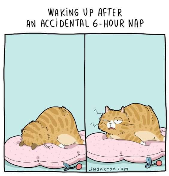 Accidental nap - meme