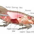 Anatomía de novagecock