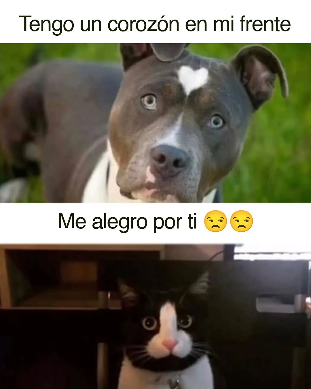 Pobre michi - meme