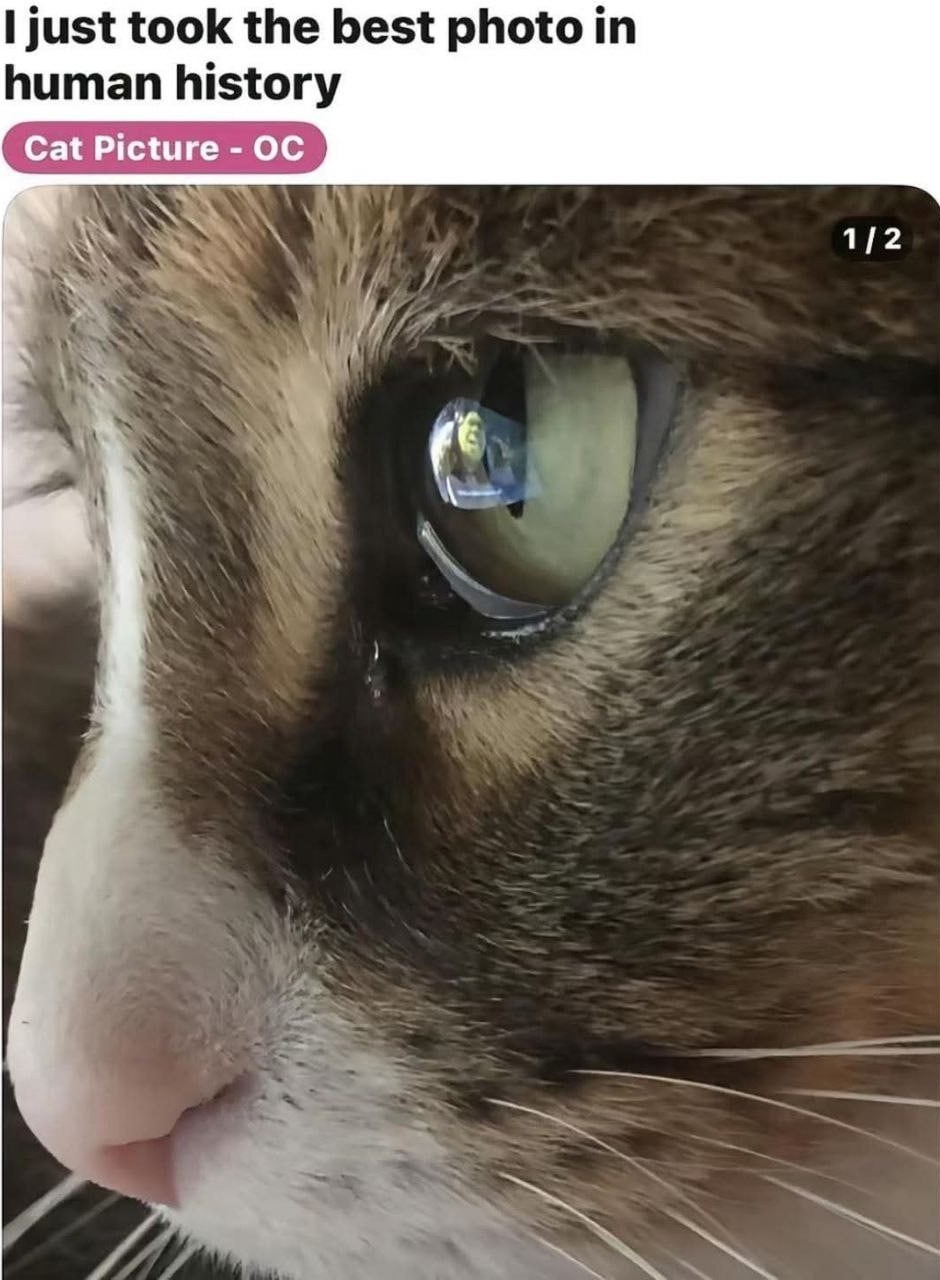 Acabo de sacar la mejor foto de un gato en la historia - meme