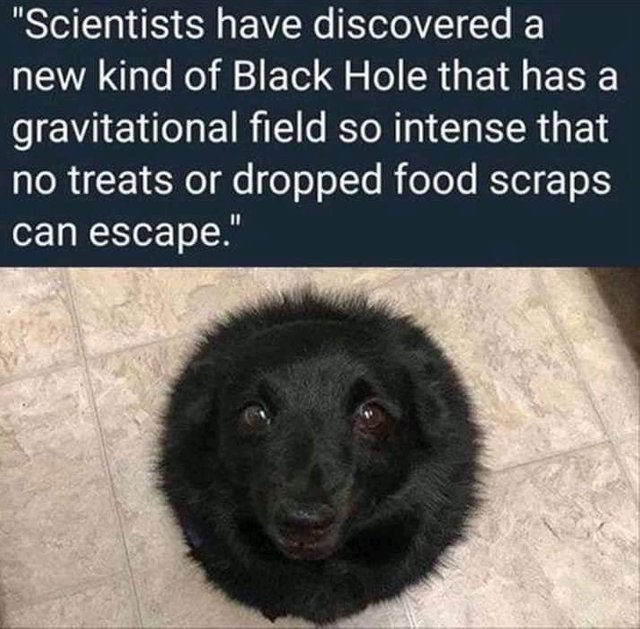 Doggo is a black hole - meme