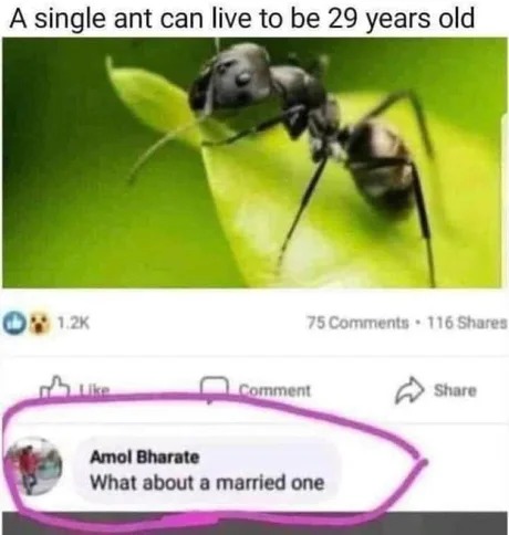 A single ant can live to be 29yo - meme