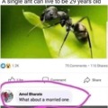 A single ant can live to be 29yo
