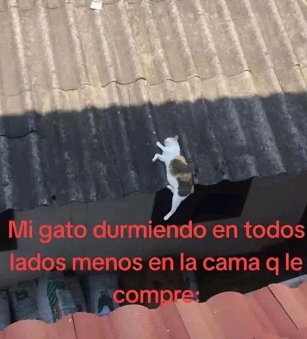 Mi gato durmiendo en todos lados menos en la cama que le compré - meme