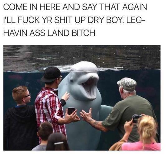 Dolphins will fuck your shit up - meme