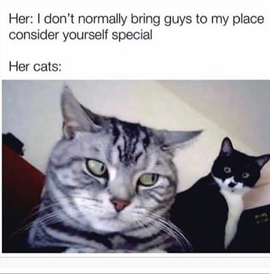 That cat in the back really done seen some shit - meme