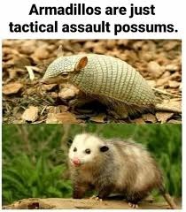 Armor possum - meme