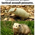 Armor possum
