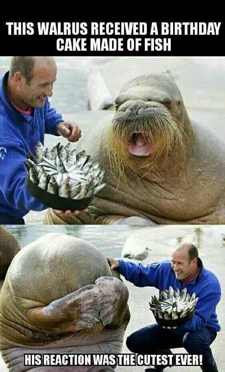 Happy birthday Walrus! - meme