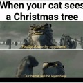 When your cat sees a Christmas tree