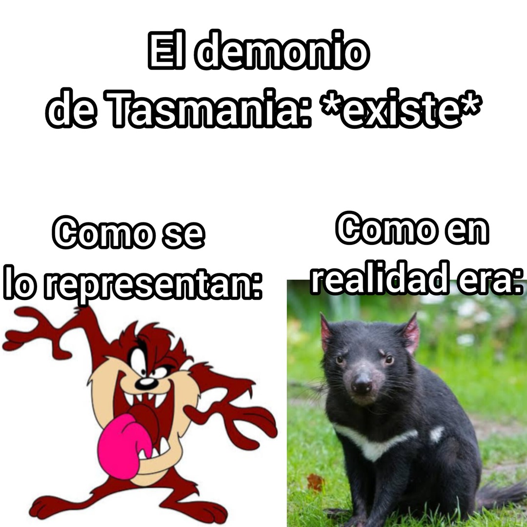 A diferencia de Taz, el demonio de Tasmania real no gira como un tornado ni se come todo a su paso, es muy pequeño y rara vez ataca humanos, es un animal carroñero q solo se encuentra en Tasmania, aunque sus sonidos si dan miedo - meme