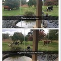 who's cows are these