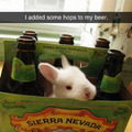 Hops Beer
