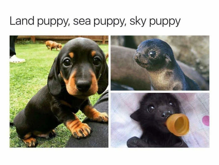 The cutest pups - meme