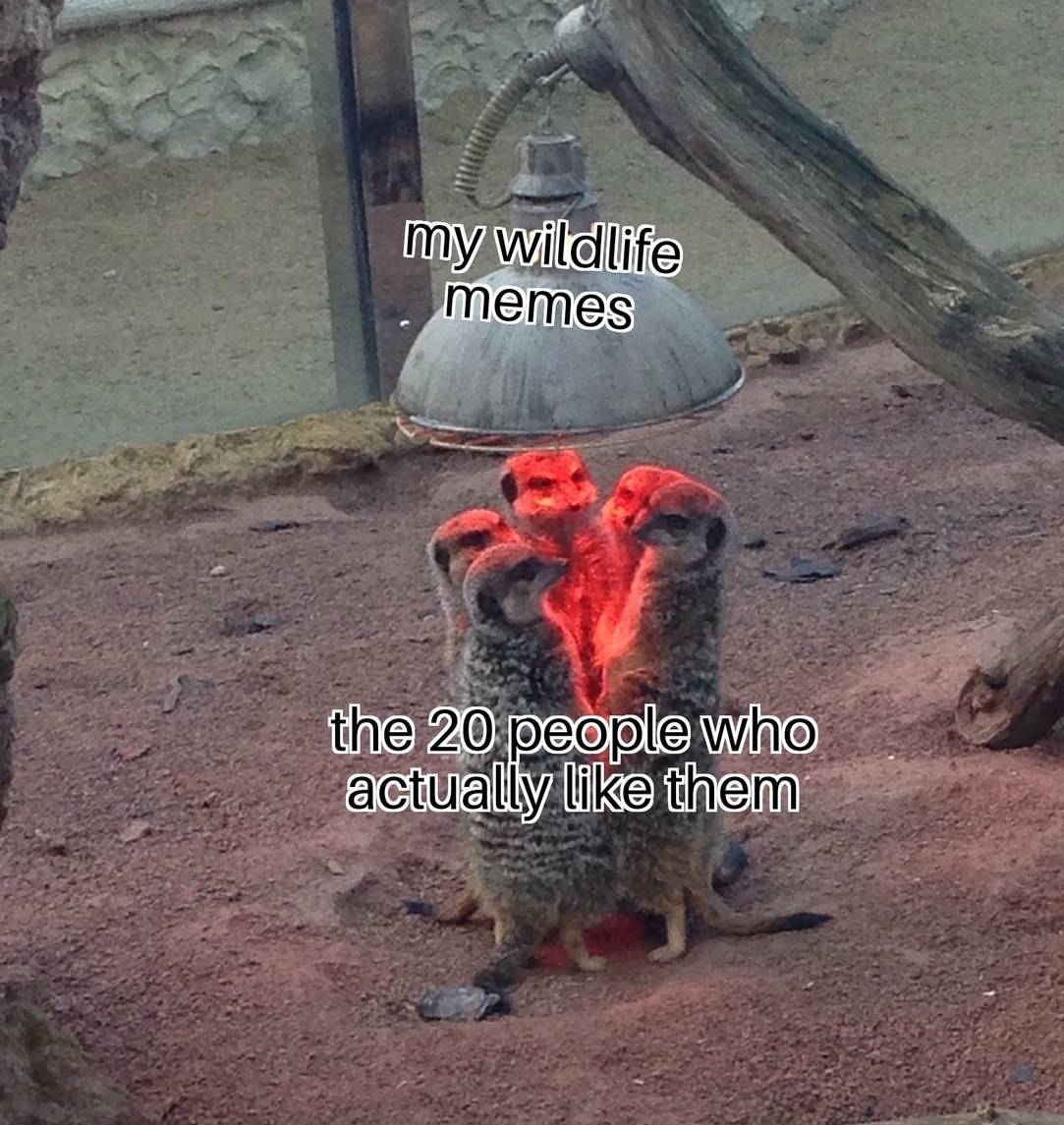 Wildlife - meme
