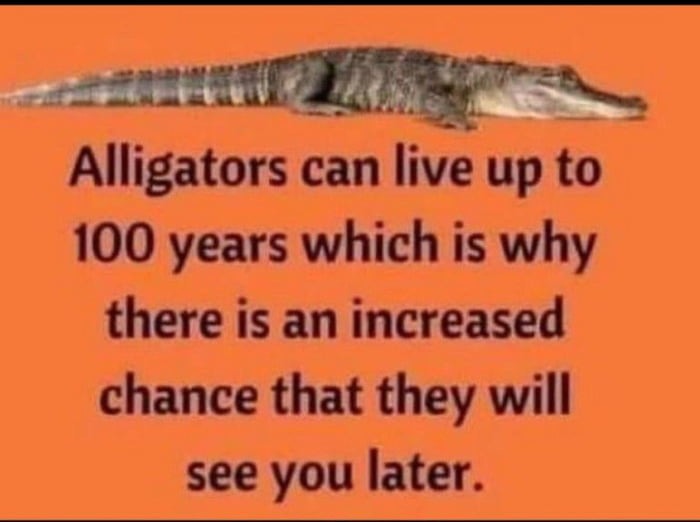 See you later alligator - meme