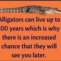 See you later alligator