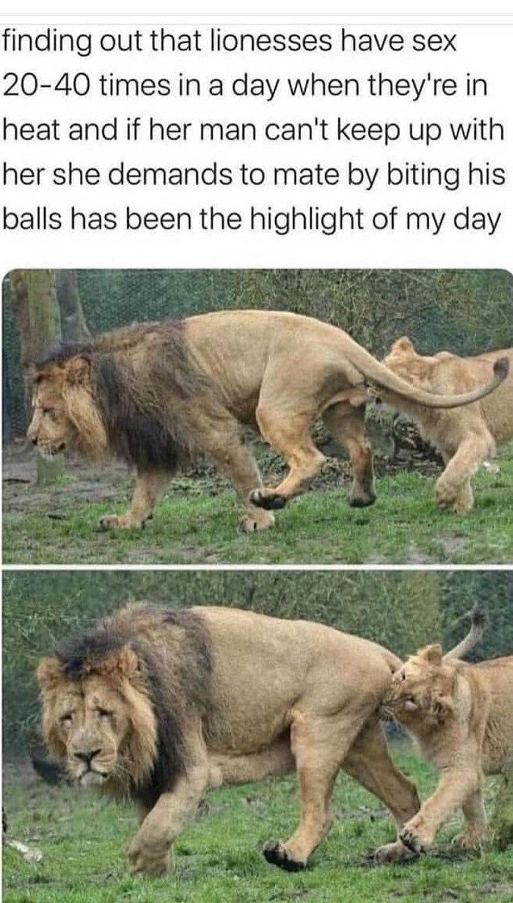 Poor lion - meme