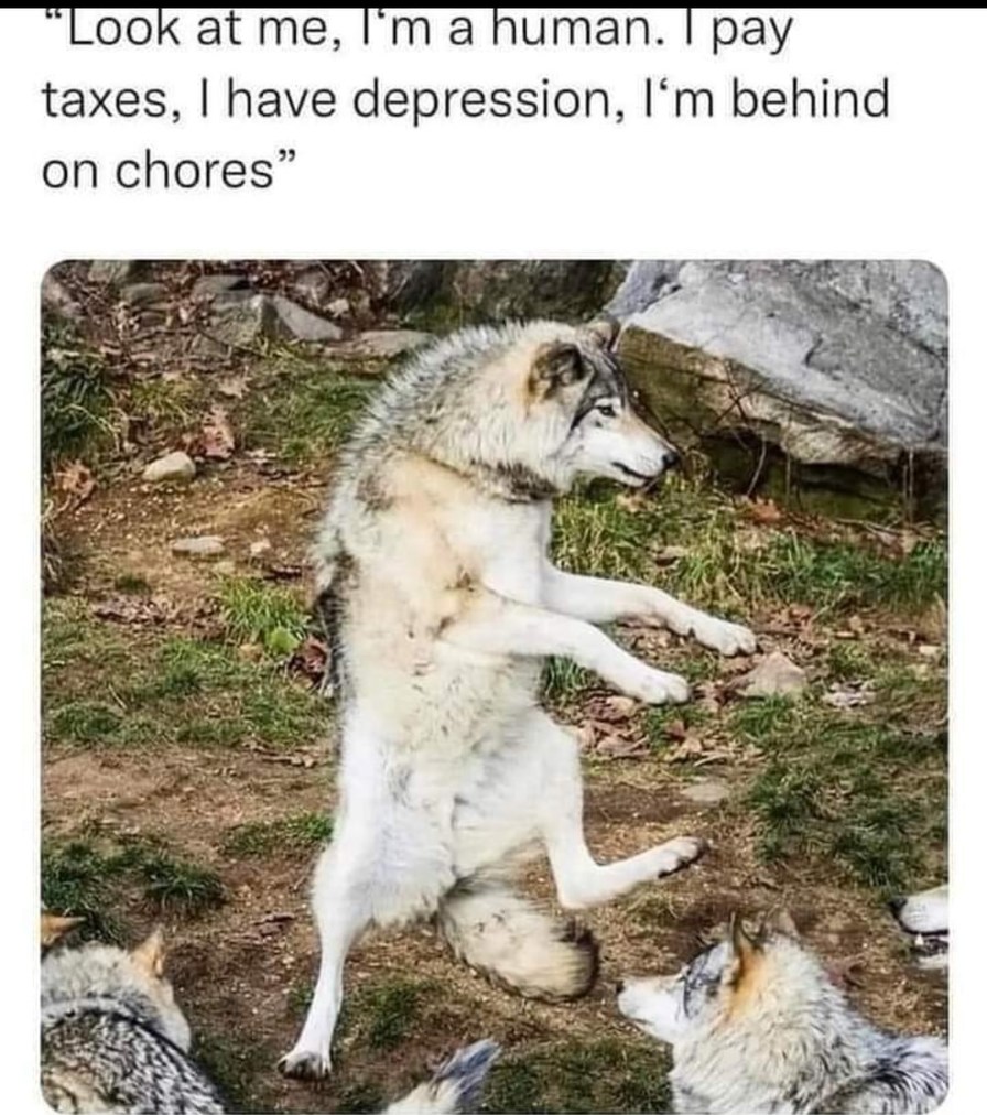 The wolf actually looks happy - meme