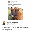 Mmmmm cow