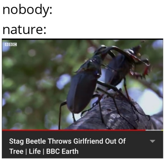 Insect title - meme
