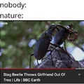 Insect title