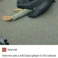 wild bass player
