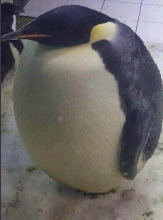 pinguino watón - meme