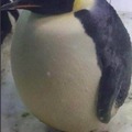 pinguino watón