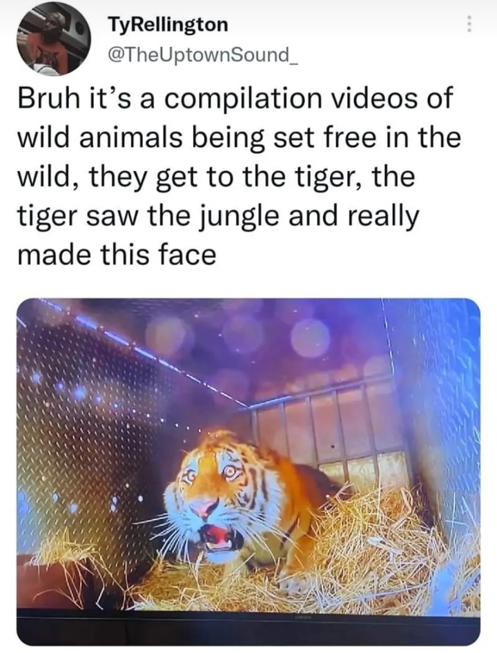 tiger meme