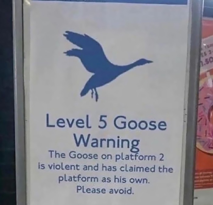Goose warning - meme