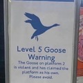 Goose warning