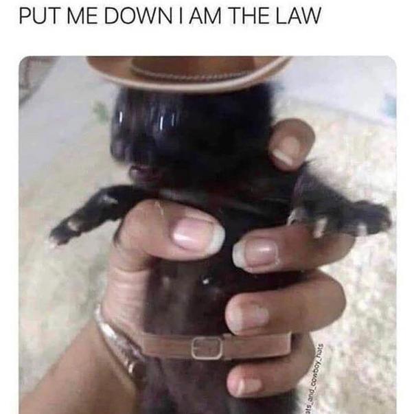 He's the law! - meme