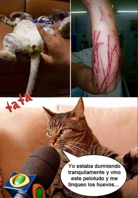 #gato VENGATIVO - meme