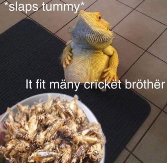 it fit many cricket brother - meme