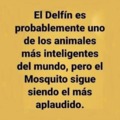 DELFÍN