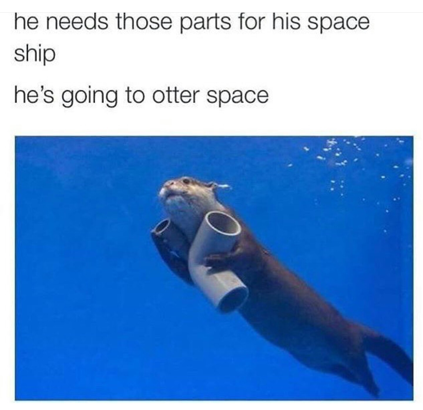 What if I say I'm not like the otters - meme
