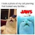 It should saw "Paws" instead of "Jaws" lmaoooo