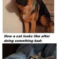 Dogs vs Cats.