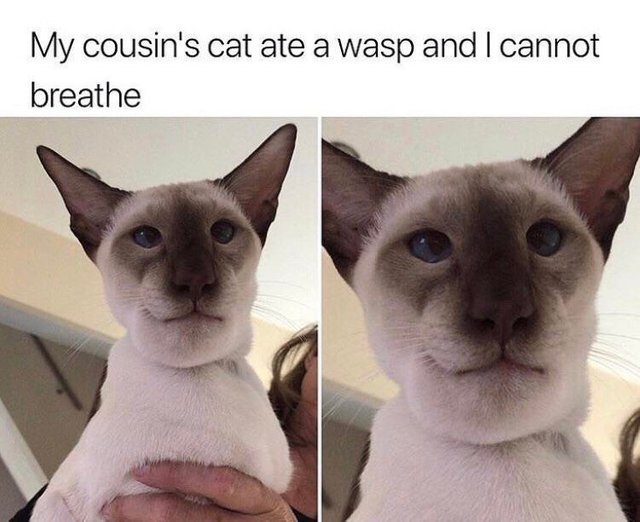 My cousin's cat ate a wasp and I cannot breathe - meme