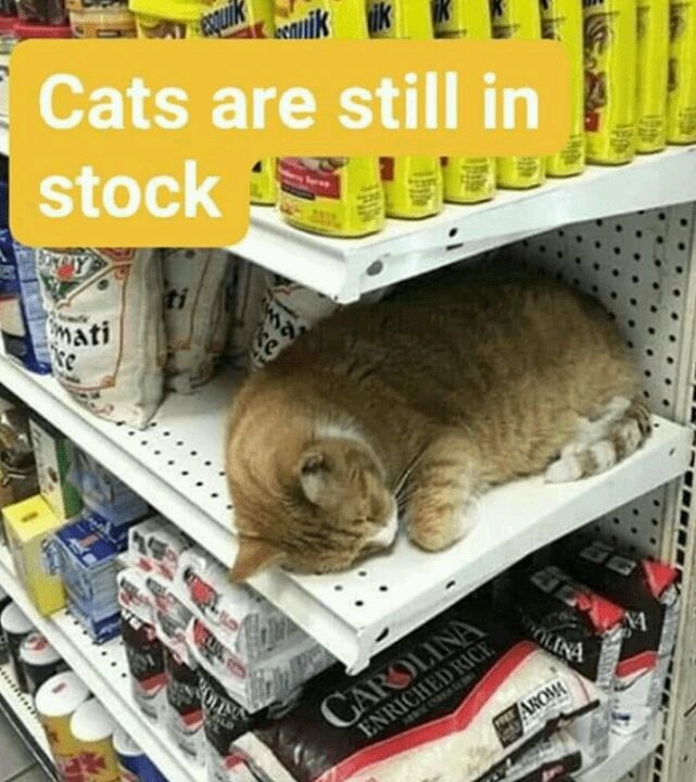 Cats are in stock - meme