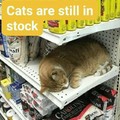 Cats are in stock