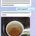 Disculpe, hay una araña en mi café