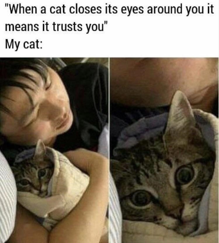 Posting cat memes in partnership with Yuuyu
