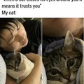 Posting cat memes in partnership with Yuuyu