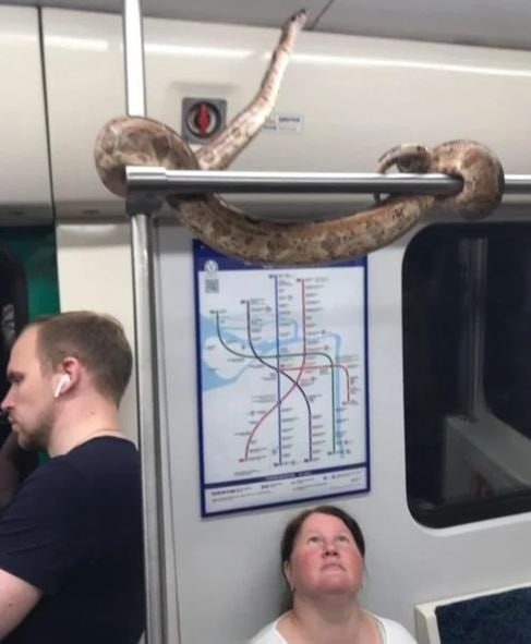Serpientes en el metro - meme